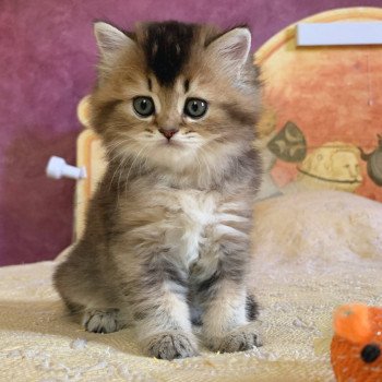 chaton Highland Straight Juno Chatterie Nekobaa chaton Highland Straight Juno Chatterie Nekobaa