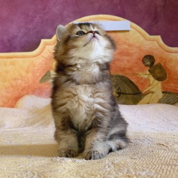 chaton Highland Straight Juno Chatterie Nekobaa chaton Highland Straight Juno Chatterie Nekobaa