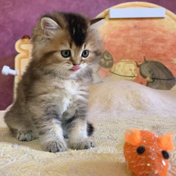 chaton Highland Straight Juno Chatterie Nekobaa chaton Highland Straight Juno Chatterie Nekobaa