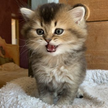 chaton Highland Straight Juno Chatterie Nekobaa chaton Highland Straight Juno Chatterie Nekobaa