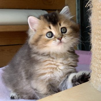 chaton Highland Straight Juno Chatterie Nekobaa chaton Highland Straight Juno Chatterie Nekobaa