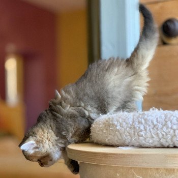 chaton Highland Straight Juno Chatterie Nekobaa chaton Highland Straight Juno Chatterie Nekobaa