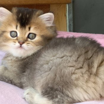 chaton Highland Straight Juno Chatterie Nekobaa chaton Highland Straight Juno Chatterie Nekobaa