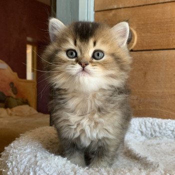 chaton Highland Straight Juno Chatterie Nekobaa chaton Highland Straight Juno Chatterie Nekobaa