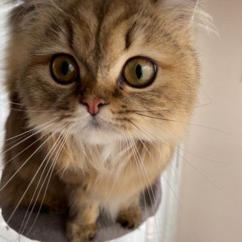 chaton Highland Straight black golden shaded Juri Chatterie Nekobaa chaton Highland Straight black golden shaded Juri Chatterie Nekobaa