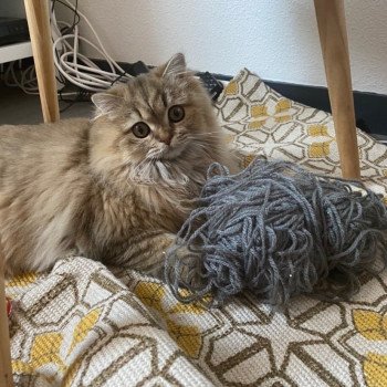 chaton Highland Straight black golden shaded Juri Chatterie Nekobaa chaton Highland Straight black golden shaded Juri Chatterie Nekobaa