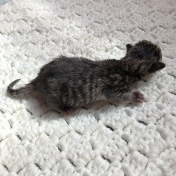 Kitten Scottish Straight Juri Chatterie Nekobaa Kitten Scottish Straight Juri Chatterie Nekobaa