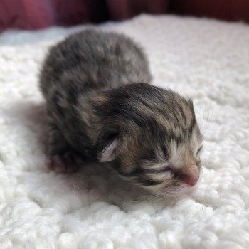 Kitten Scottish Straight Juri Chatterie Nekobaa Kitten Scottish Straight Juri Chatterie Nekobaa