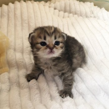 Kitten Scottish Straight Juri Chatterie Nekobaa Kitten Scottish Straight Juri Chatterie Nekobaa