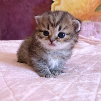 Kitten Scottish Straight Juri Chatterie Nekobaa Kitten Scottish Straight Juri Chatterie Nekobaa