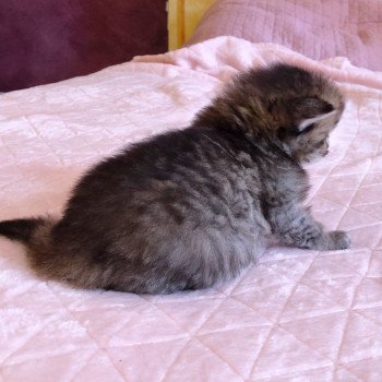 Kitten Scottish Straight Juri Chatterie Nekobaa Kitten Scottish Straight Juri Chatterie Nekobaa