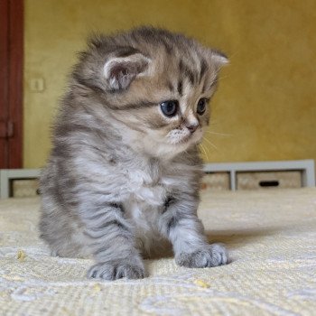 Kitten Highland Straight Juri Chatterie Nekobaa Kitten Highland Straight Juri Chatterie Nekobaa