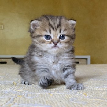 Kitten Highland Straight Juri Chatterie Nekobaa Kitten Highland Straight Juri Chatterie Nekobaa