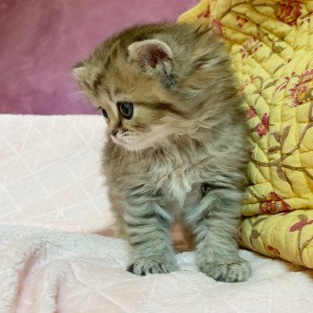 Chaton Highland Straight Juri Chatterie Nekobaa Chaton Highland Straight Juri Chatterie Nekobaa