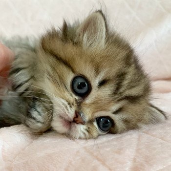 Chaton Highland Straight Juri Chatterie Nekobaa Chaton Highland Straight Juri Chatterie Nekobaa