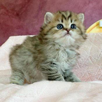 Chaton Highland Straight Juri Chatterie Nekobaa Chaton Highland Straight Juri Chatterie Nekobaa
