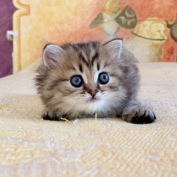 chaton Highland Straight Juri Chatterie Nekobaa chaton Highland Straight Juri Chatterie Nekobaa