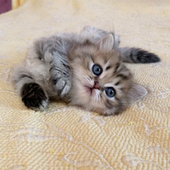 chaton Highland Straight Juri Chatterie Nekobaa chaton Highland Straight Juri Chatterie Nekobaa