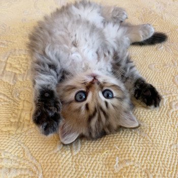 chaton Highland Straight Juri Chatterie Nekobaa chaton Highland Straight Juri Chatterie Nekobaa