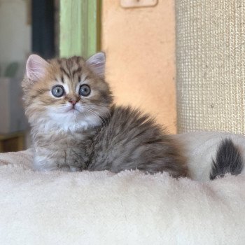 chaton Highland Straight Juri Chatterie Nekobaa chaton Highland Straight Juri Chatterie Nekobaa