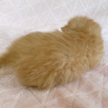 Chaton Scottish Straight Kōta Chatterie Nekobaa