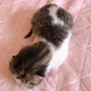 Kitten Scottish Straight Kurenai Chatterie Nekobaa