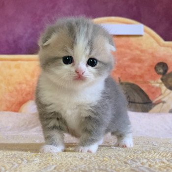 chaton Scottish Fold Linoa Chatterie Nekobaa