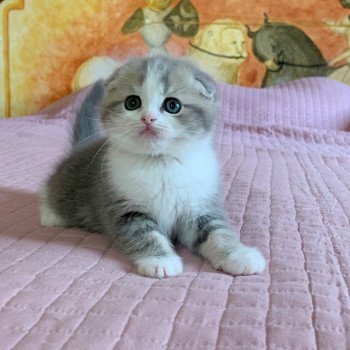 chaton Scottish Fold Linoa Chatterie Nekobaa