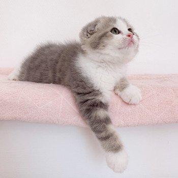 chaton Scottish Fold Linoa Chatterie Nekobaa