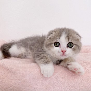 chaton Scottish Fold Linoa Chatterie Nekobaa