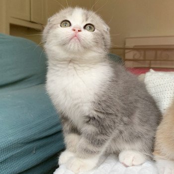 chaton Scottish Fold Linoa Chatterie Nekobaa