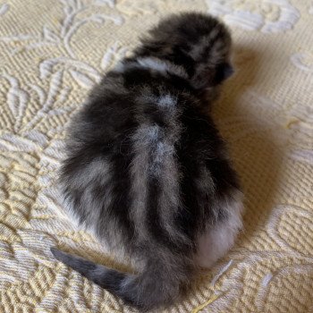 Kitten Scottish Straight Livaï Chatterie Nekobaa