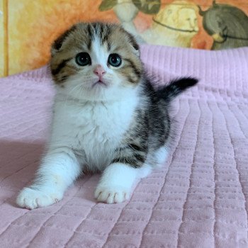 chaton Scottish Fold Livaï Chatterie Nekobaa