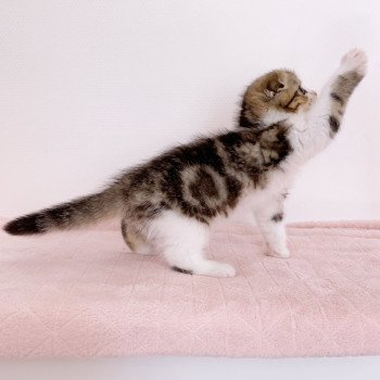 chaton Scottish Fold Livaï Chatterie Nekobaa