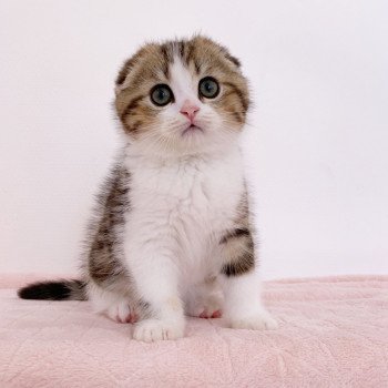 chaton Scottish Fold Livaï Chatterie Nekobaa