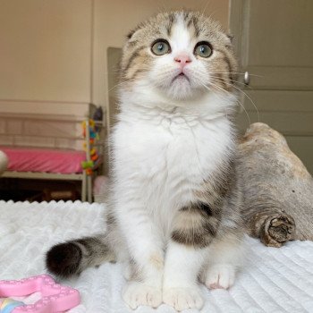 chaton Scottish Fold Livaï Chatterie Nekobaa