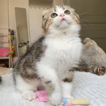 chaton Scottish Fold Livaï Chatterie Nekobaa