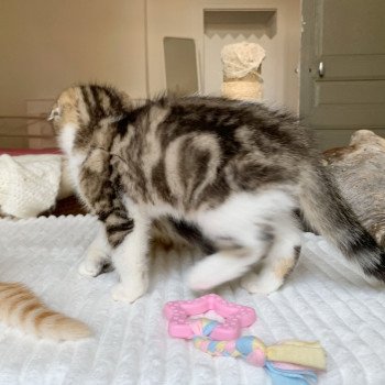 chaton Scottish Fold Livaï Chatterie Nekobaa