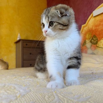 chaton Scottish Fold Livaï Chatterie Nekobaa