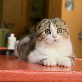 chaton Scottish Fold Livaï Chatterie Nekobaa