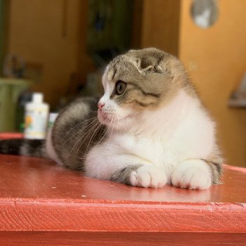 chaton Scottish Fold Livaï Chatterie Nekobaa