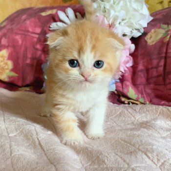 chaton Scottish Fold Luffy Chatterie Nekobaa