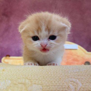 chaton Scottish Fold Luffy Chatterie Nekobaa