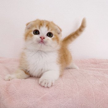 chaton Scottish Fold Luffy Chatterie Nekobaa