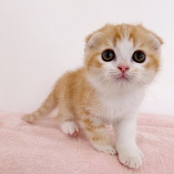 chaton Scottish Fold Luffy Chatterie Nekobaa