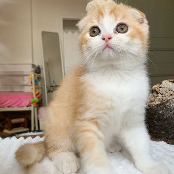 chaton Scottish Fold Luffy Chatterie Nekobaa