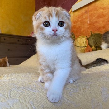 chaton Scottish Fold Luffy Chatterie Nekobaa