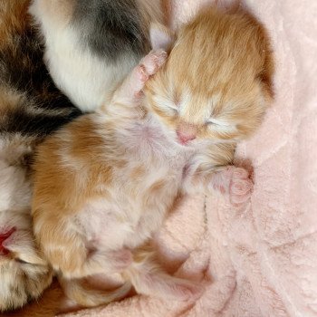 chaton Scottish Straight Madara Chatterie Nekobaa chaton Scottish Straight Madara Chatterie Nekobaa