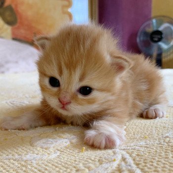 chaton Scottish Straight Madara Chatterie Nekobaa chaton Scottish Straight Madara Chatterie Nekobaa