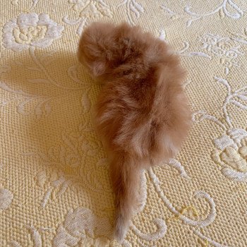 chaton Scottish Straight Madara Chatterie Nekobaa chaton Scottish Straight Madara Chatterie Nekobaa